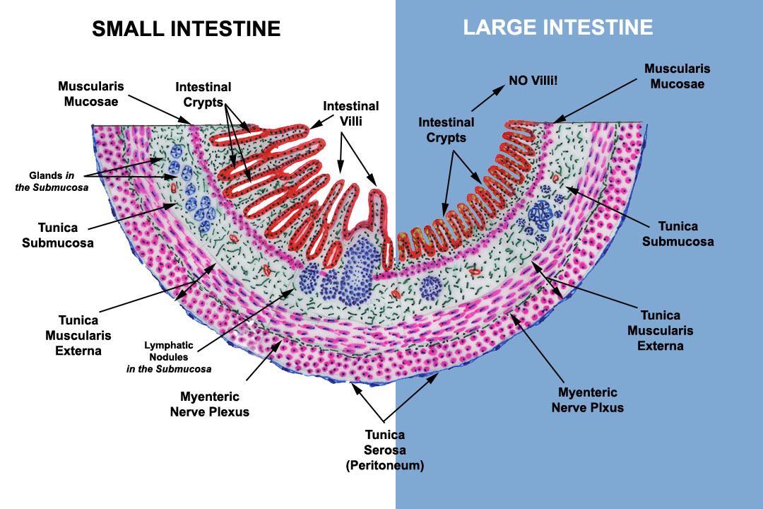 Large Intestine And Small Intestine Diagram   KO2UHmsvSUGie2KRSAii INTESTINES COMPARED 